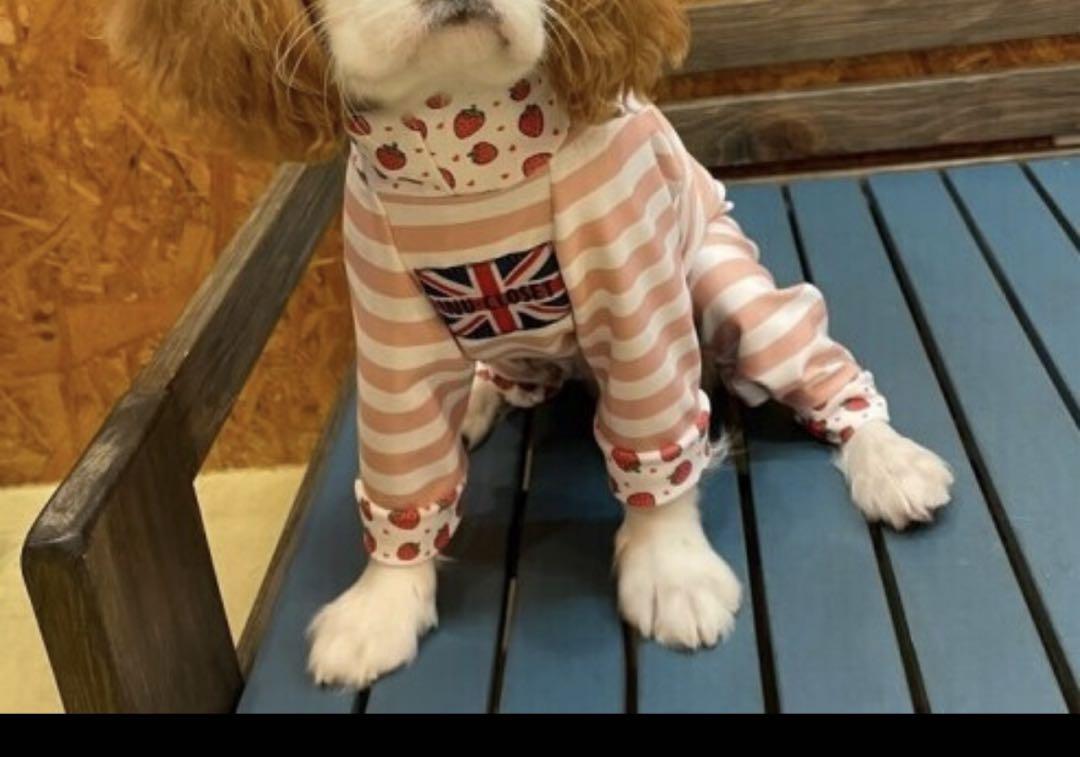 犬服 ドッグウェア キャバスーツ