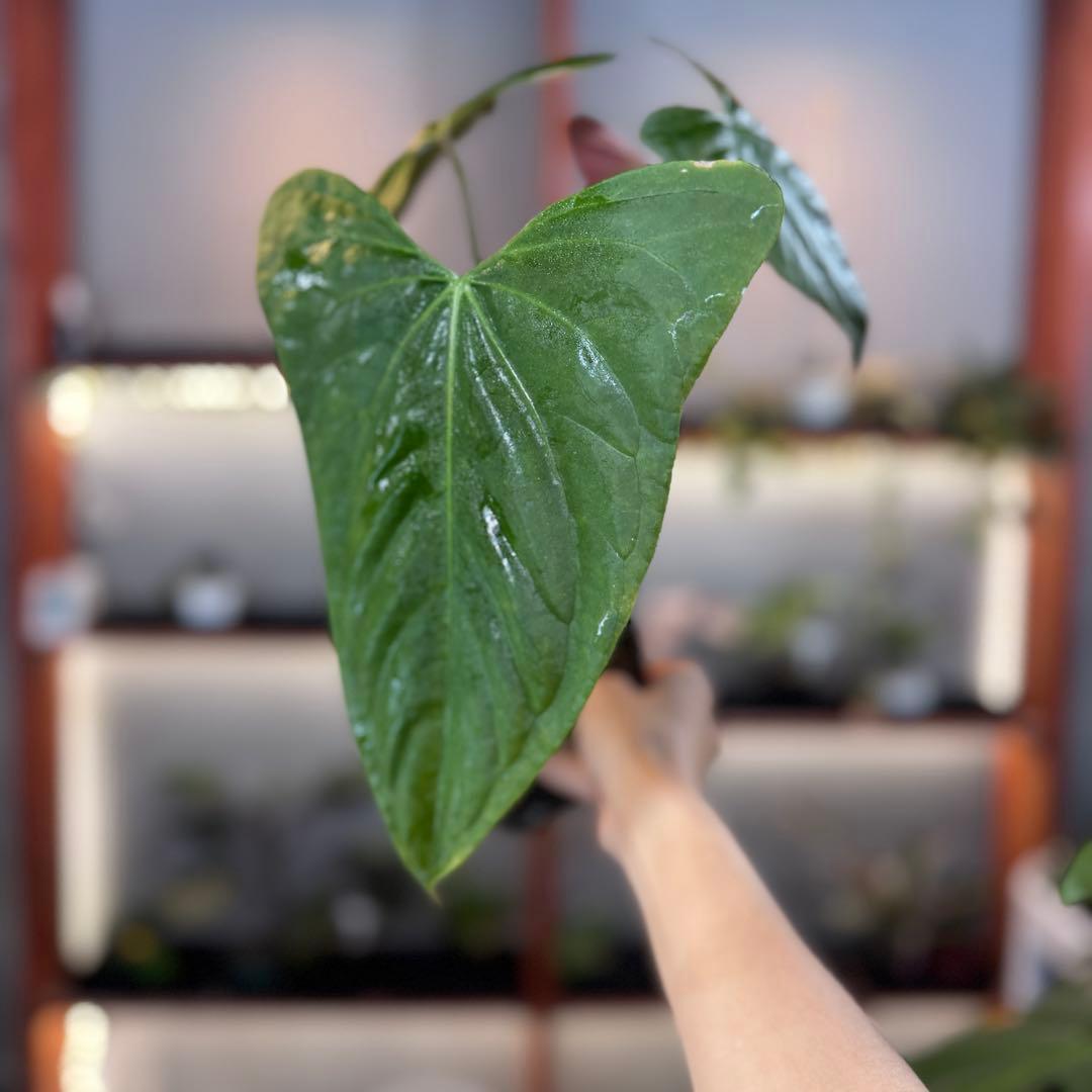 21 S&P アンスリウム ポルティラエ 大株 オープンサイナス 21 S&P アンスリウム ポルティラエ 大株 オープンサイナス