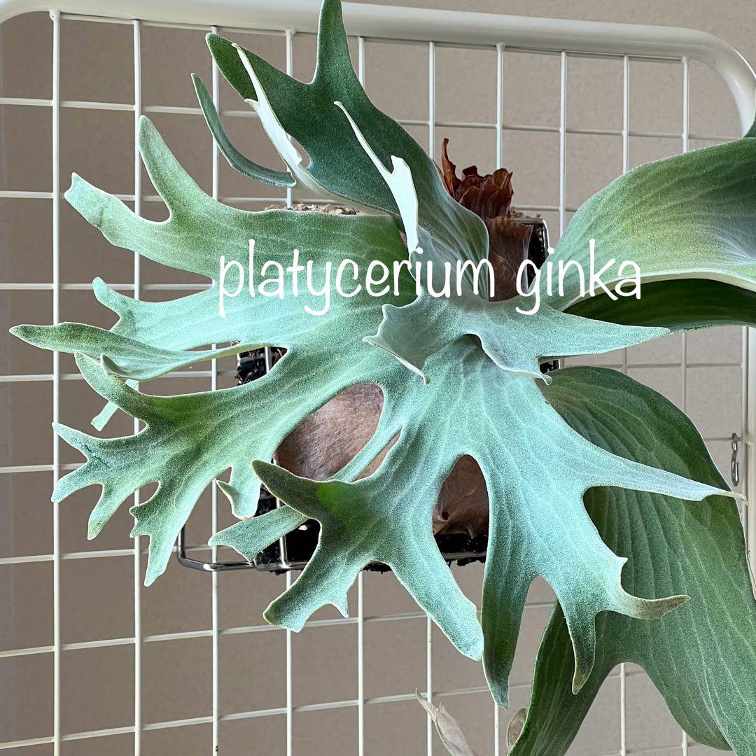 OC子株 platycerium ginka 銀華 pup ギンカ36ビカクシダ
