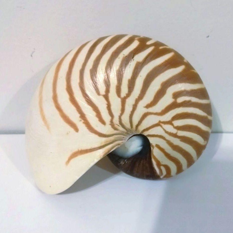 オウムガイ オウム貝 貝殻 置物 オブジェ 昆虫 用品 標本 インテリア oma オウムガイ オウム貝 貝殻 置物 インテリア - メルカリ