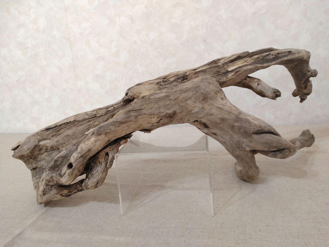 【希少】DIY・アクアリウム向け 特大塊根ブランチウッド流木 約50cm アクアリウム・DIY・ガーデニング向け 特大塊根ブランチウッド
