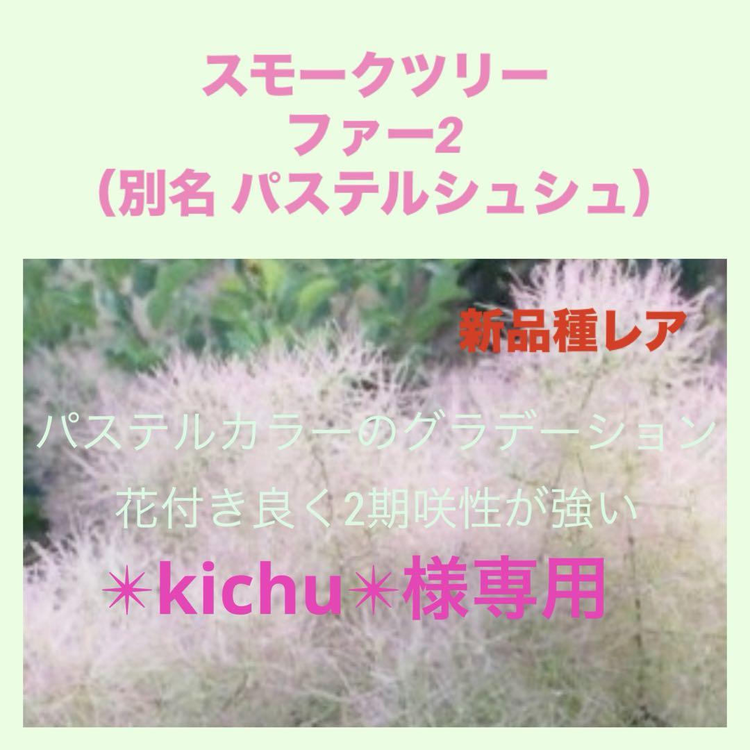 ファー2 雌株 味わい深 スモークツリー 苗 苗木