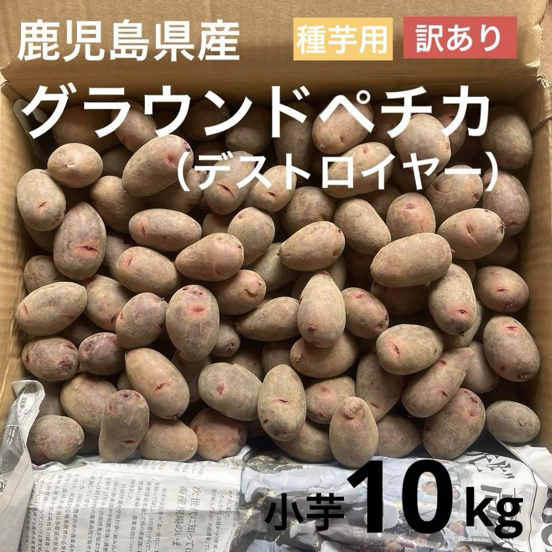 《無農薬》鹿児島県産土付きグラウンドペチカ（デストロイヤー）小芋10kg 訳あり