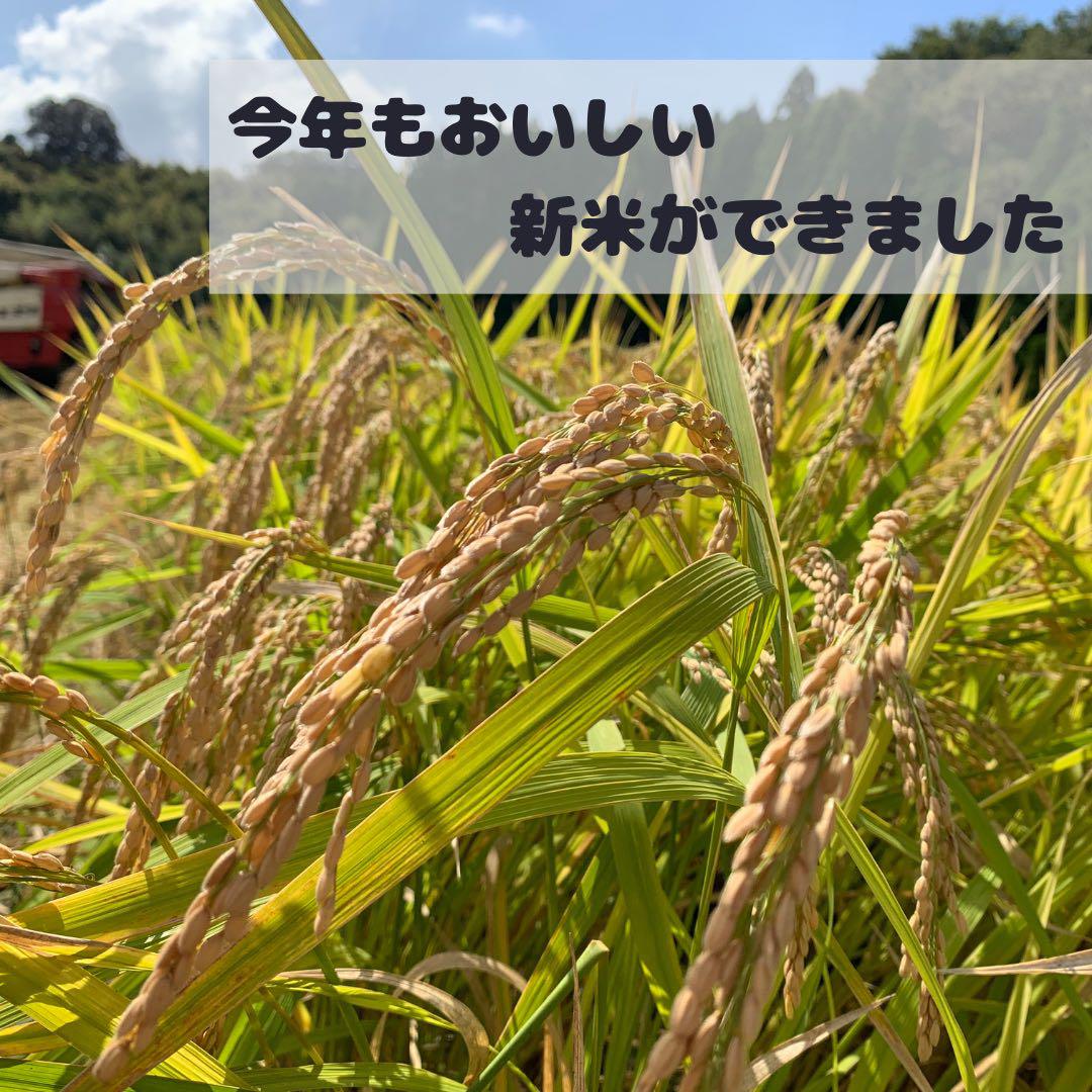 令和6年産　新米　自然栽培　森のくまさん5キロ　熊本県産　農家直送