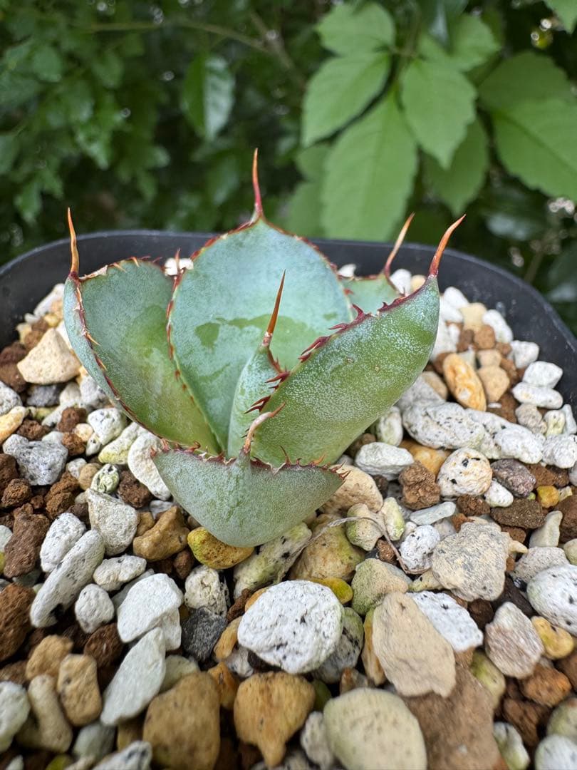 アガベ 圓葉瓜達 グアダラハラナ ドワーフ目立った傷や汚れなし YUZUMIYA_COM