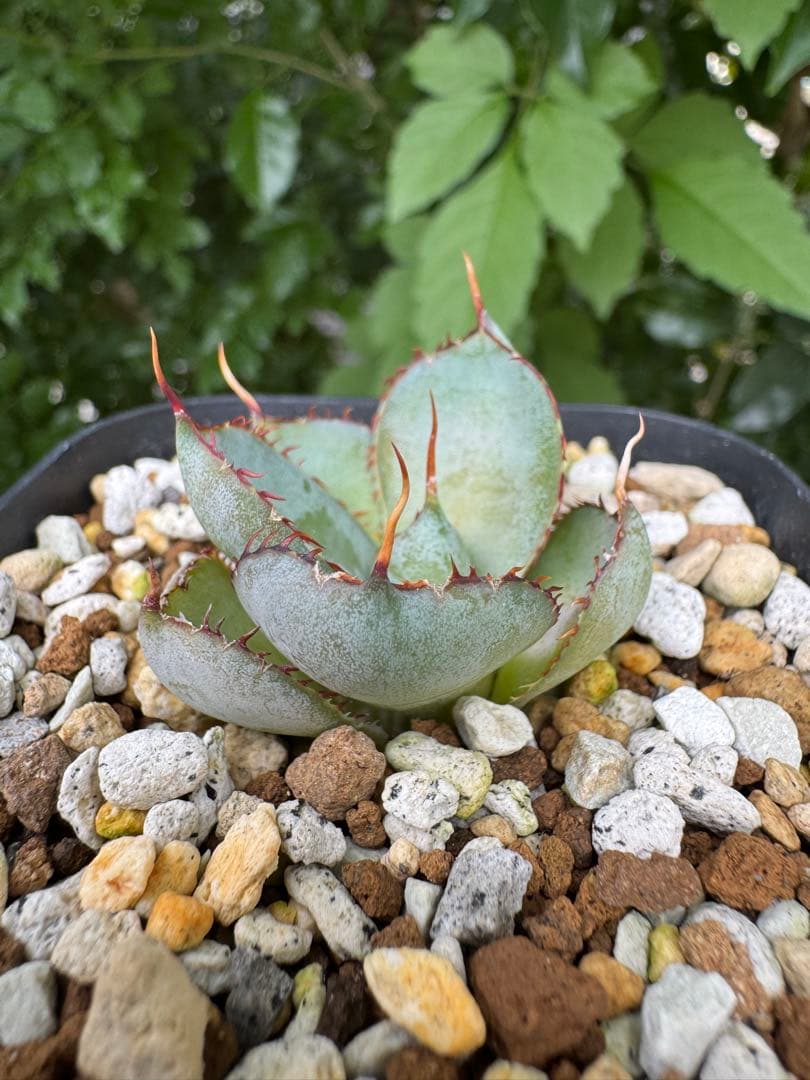 グアダラハラナ