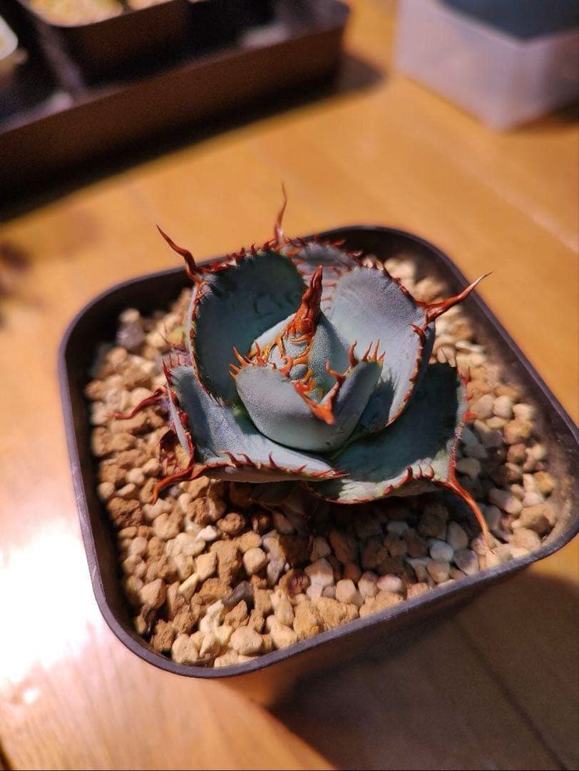 ドワーフ目立った傷や汚れなし