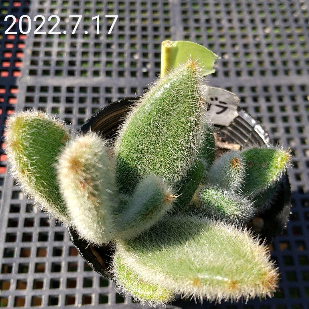 価格は安く 植物/観葉植物 インテリア・住まい・小物-jkkniu.edu.bd 価格は安く 植物/観葉植物 インテリア・住まい・小物-jkkniu.edu.bd