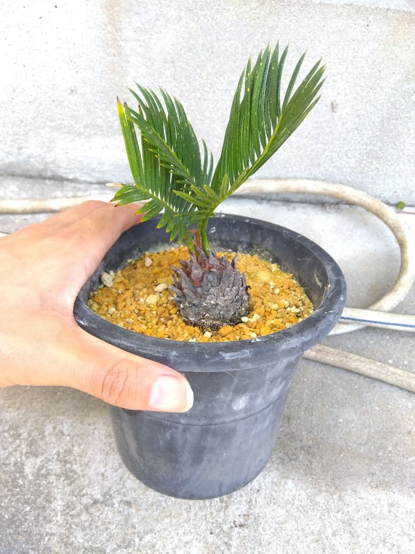 ソテツ ドワーフ 5号鉢つき 矮小葉❗