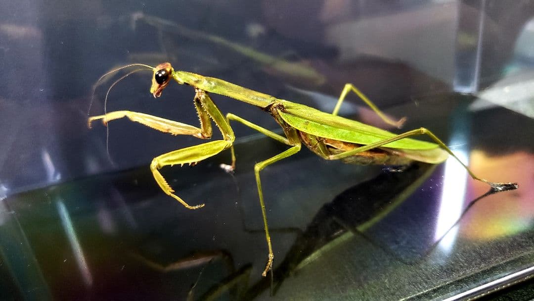 くなりみい様 専用出品 立体標本5点