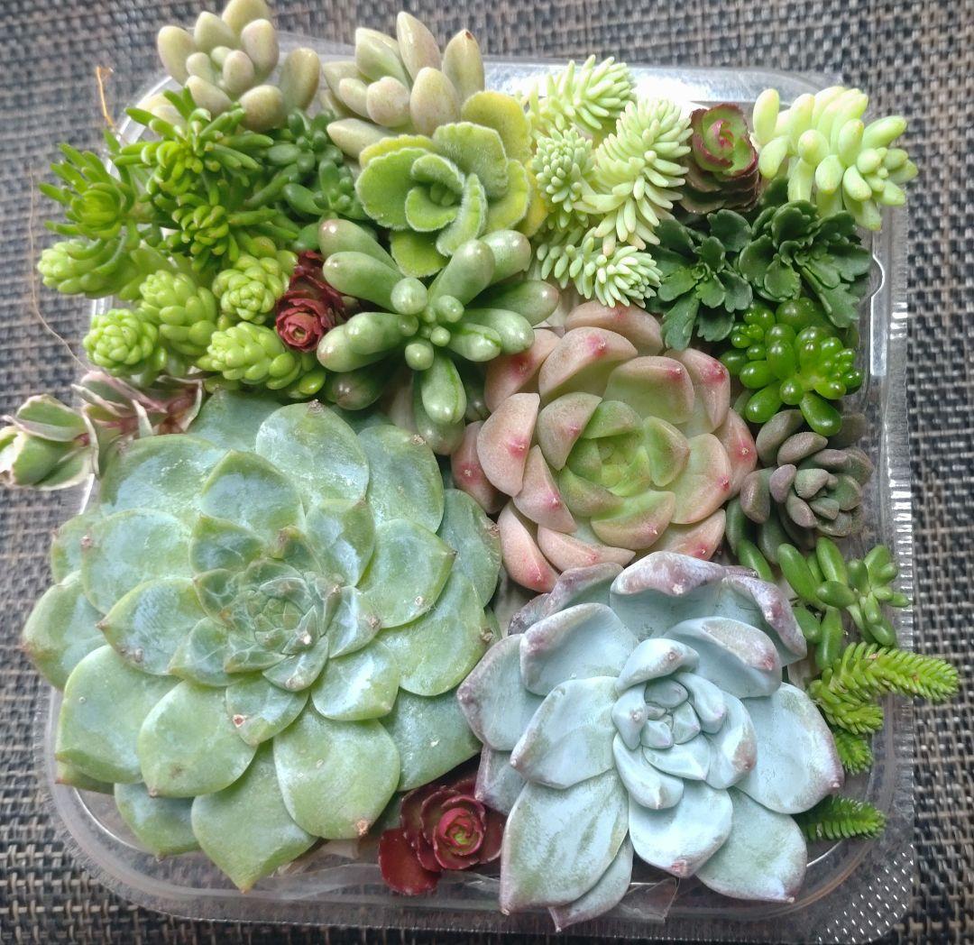 NO.159　寄せ植えセット　多肉弁当　小さめサイズ100個　エケベリア　セダム NO.153 寄せ植えセット 多肉弁当 小さめサイズ100個 エケベリア