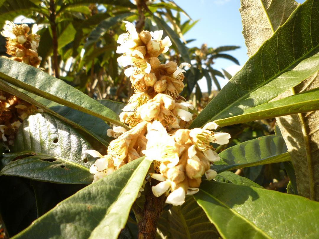 安心の日本みつばち 芳醇糖度80%優良品 非加熱 春はちみつ1,100g