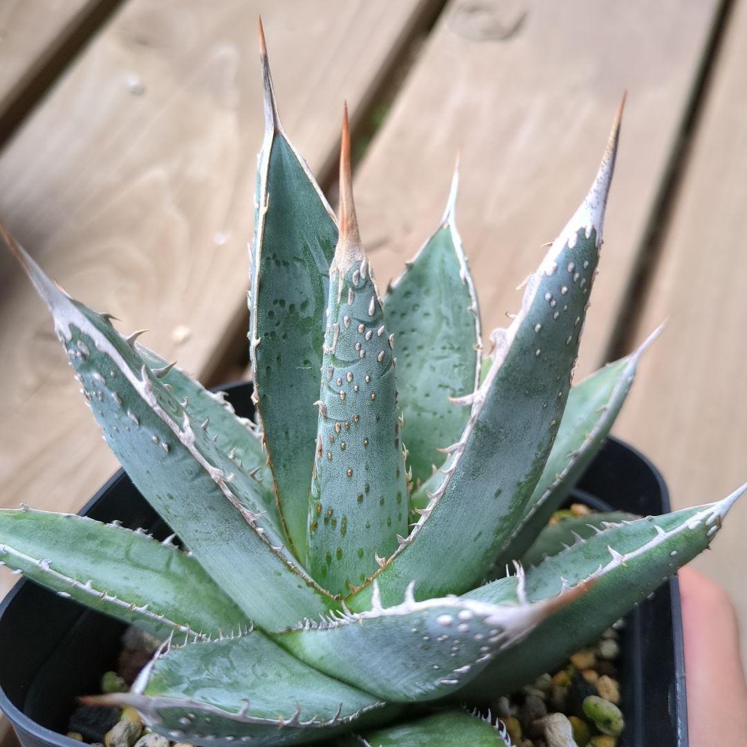 19撮影 パープソラム