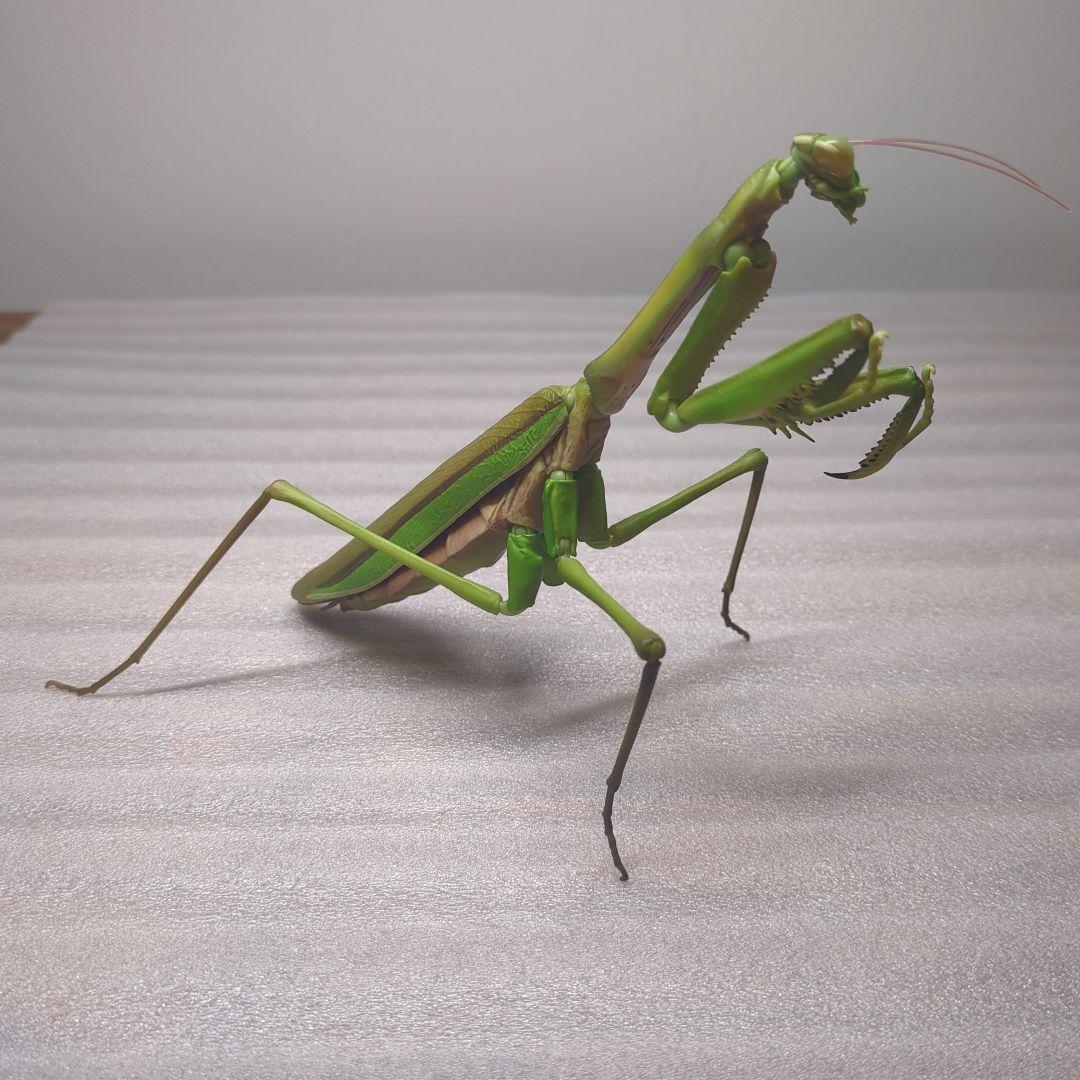 いきもの大図鑑アドバンス オオカマキリ 緑色 オンライン版