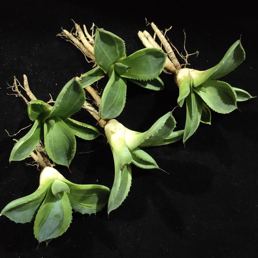 1049 多肉植物アガベ パリー トランカータ ライムストリーク　アイス 5株