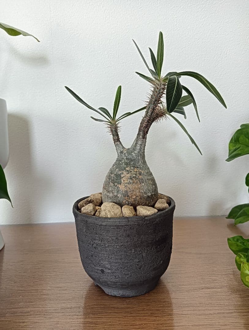 【発根済】グラキリス