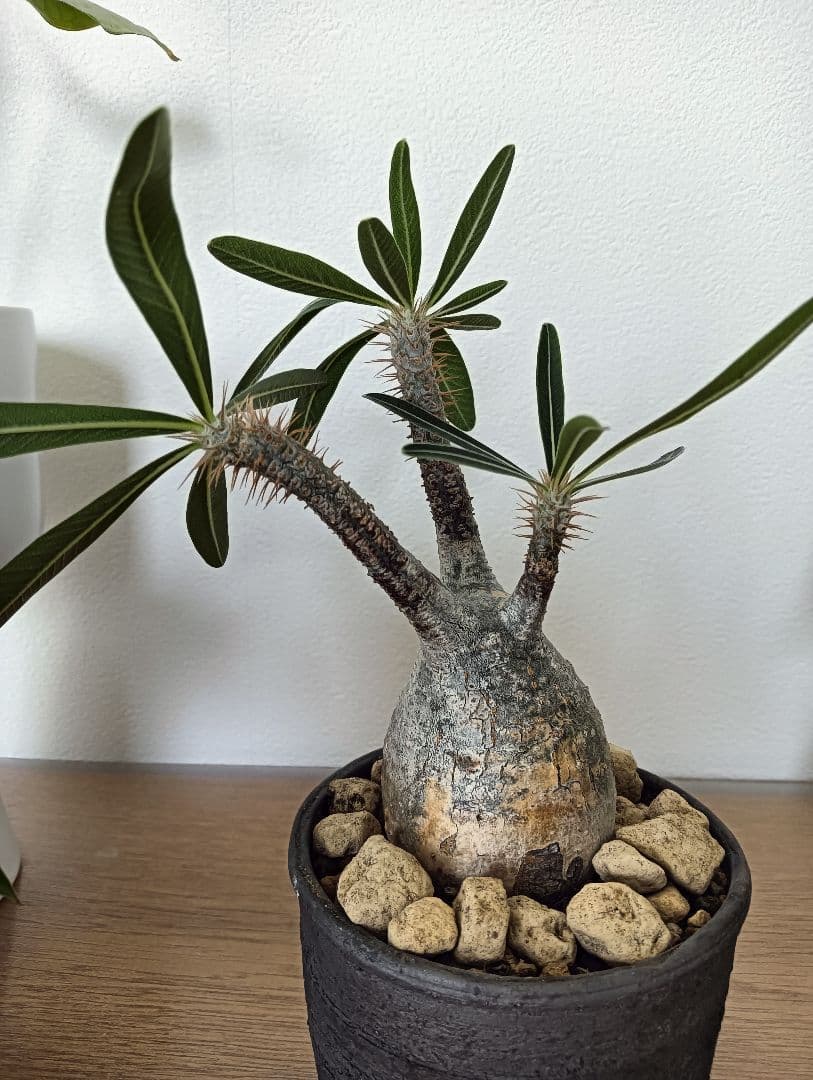 【発根済】グラキリス