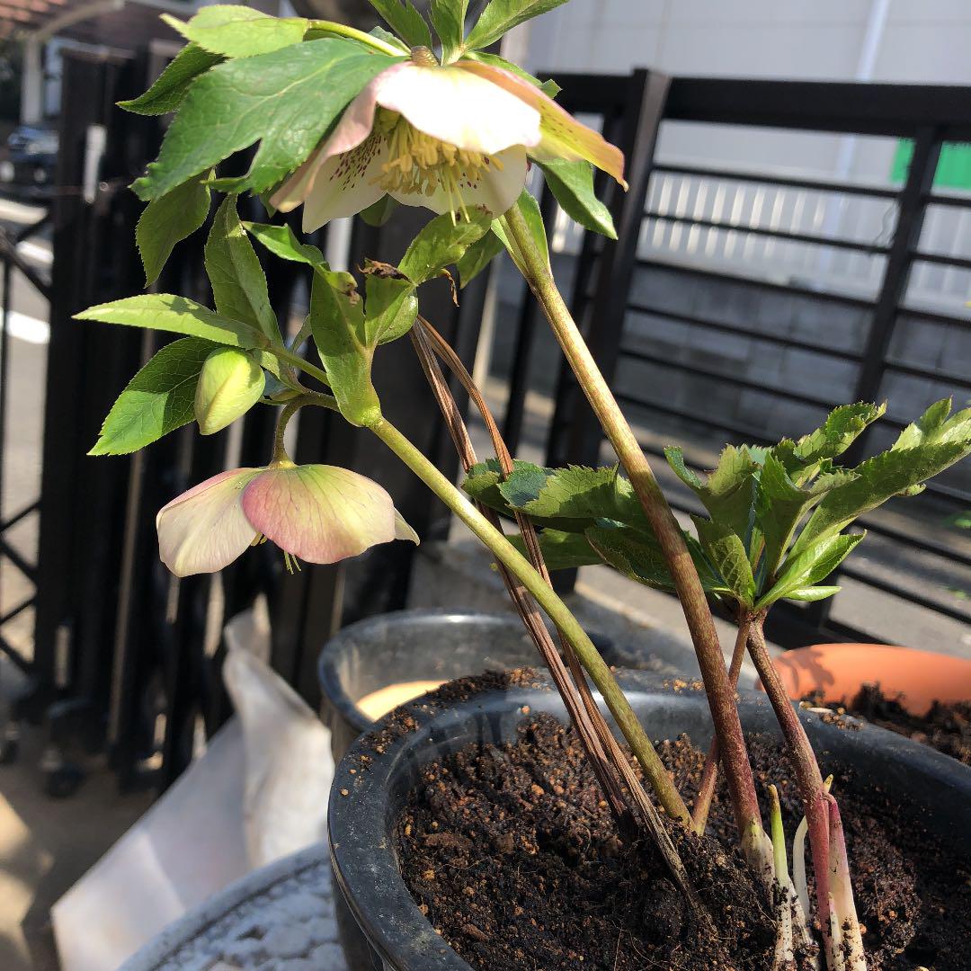 メルカリ クリスマスローズ白ピンク一重 植物 観葉植物 1 380 中古や未使用のフリマ