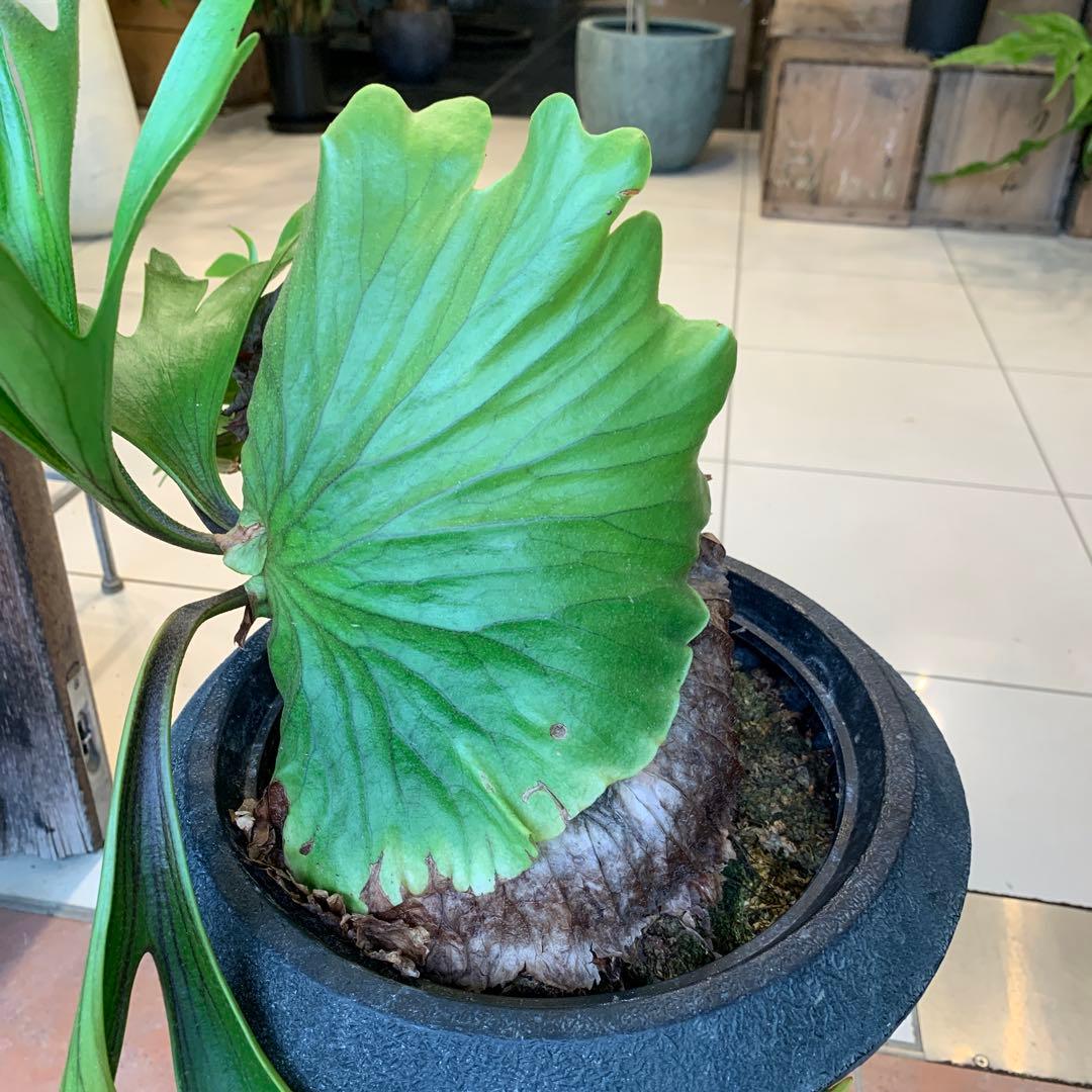 洋服 ビカクシダ コウモリラン アンティークポット付き目立った傷や汚れなし タイムセールも有。