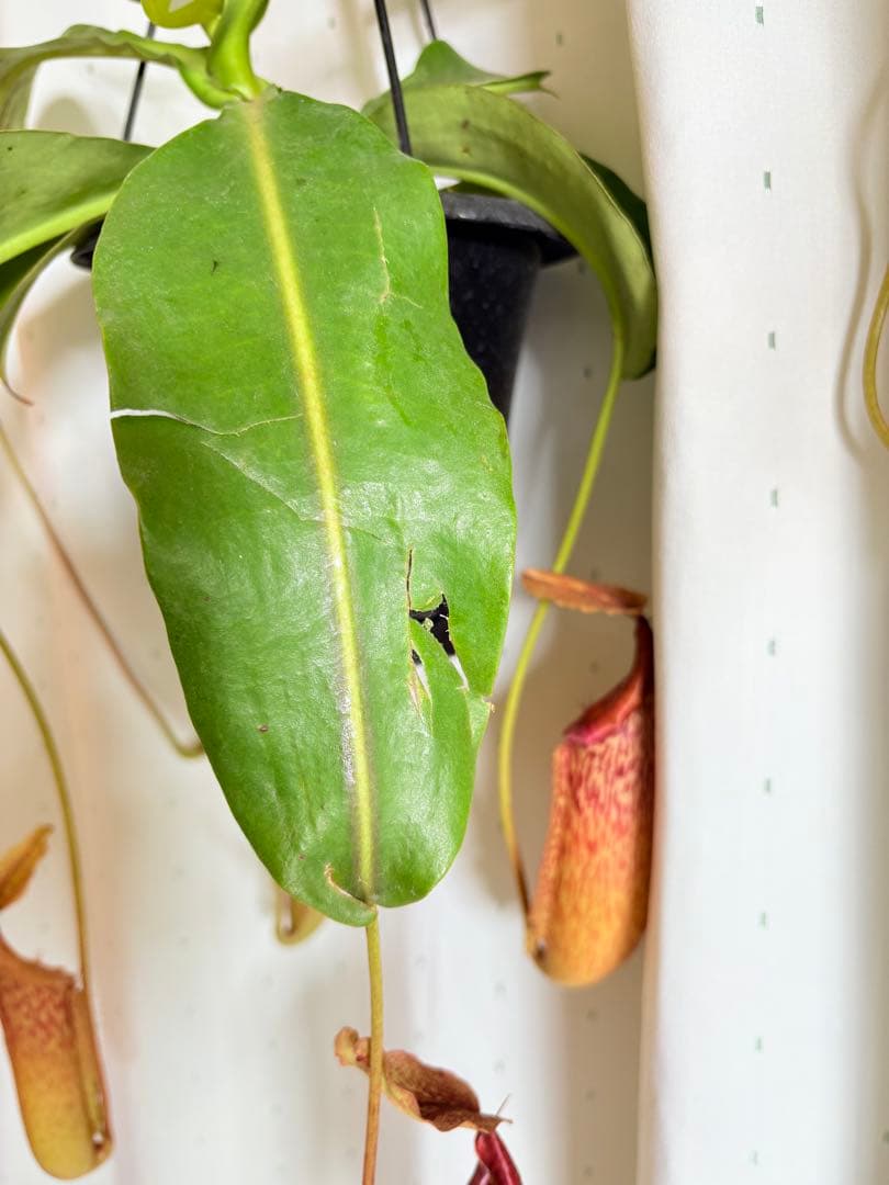 ミランダ目立った傷や汚れなし