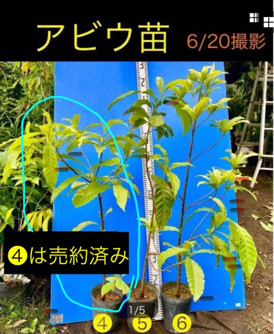 アビウ　特選実生苗