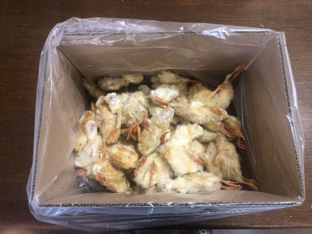 上品なファッション 国産】冷凍ヒヨコ 400羽 ふわふわ鮮度抜群！ 爬虫類・両生類のエサ