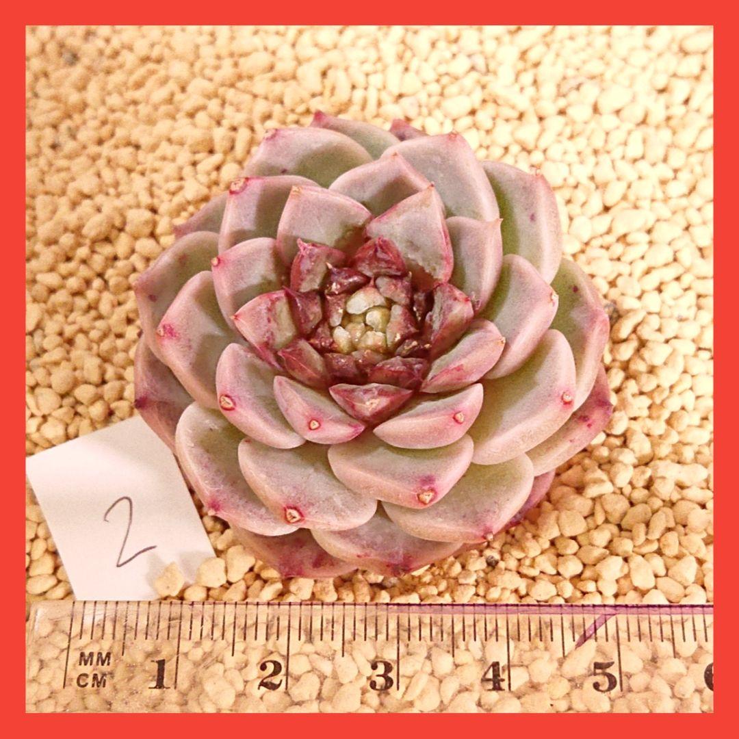 新品お得 みくと様専用 多肉植物 韓国苗 7mDW6-m81070331404 002 レッドベルベット他 高品質得価