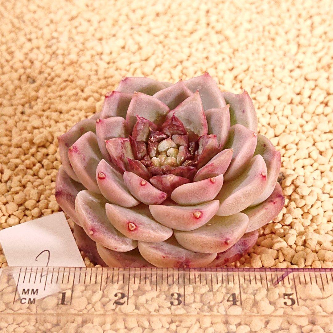 新品お得 みくと様専用 多肉植物 韓国苗 7mDW6-m81070331404 002 レッドベルベット他 高品質得価