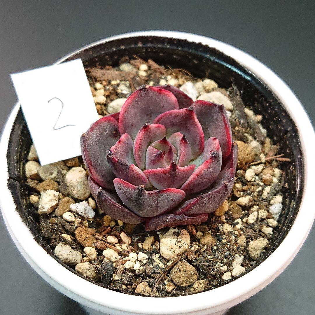 新品お得 みくと様専用 多肉植物 韓国苗 7mDW6-m81070331404 002 レッドベルベット他 高品質得価