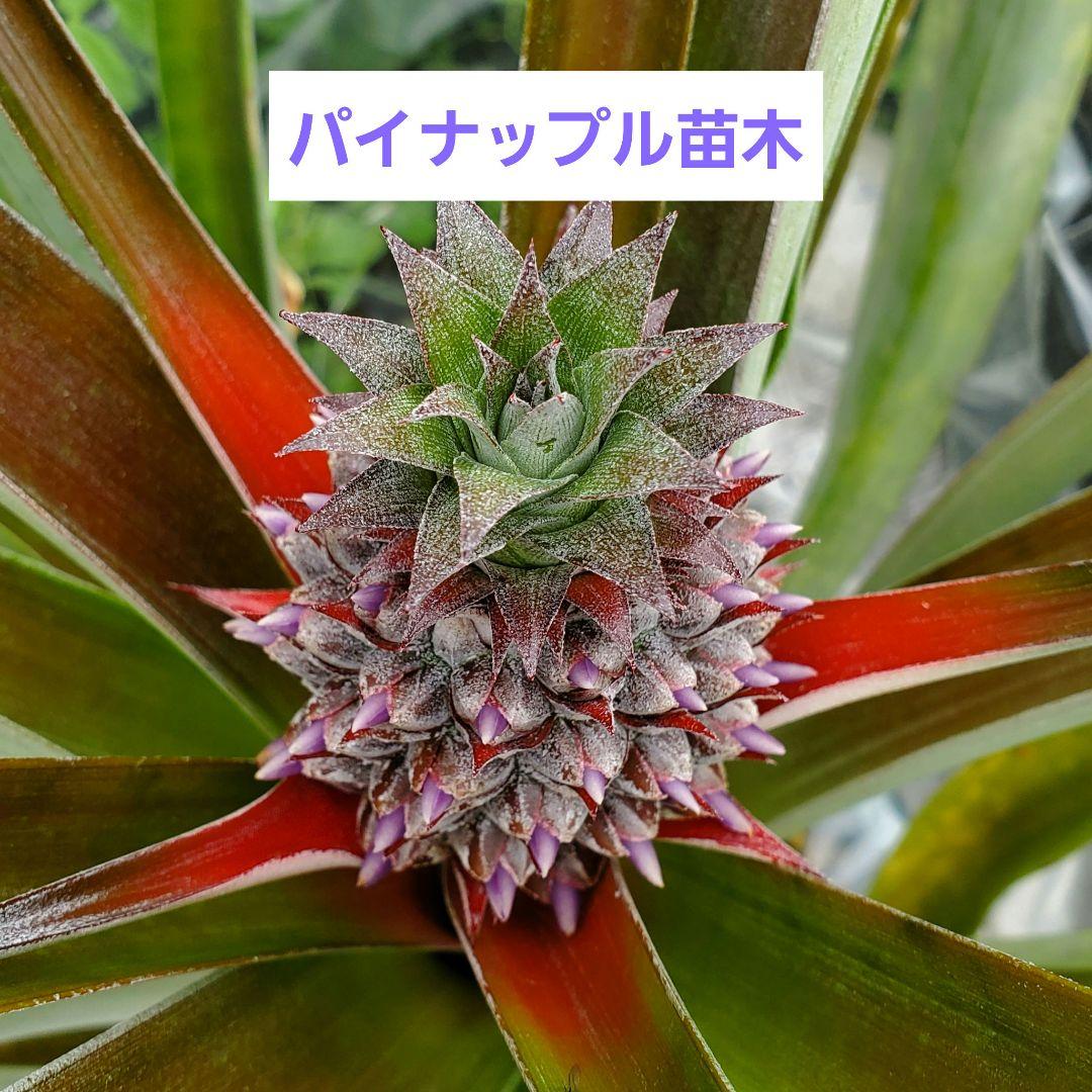 ホワイトパイナップル 苗木