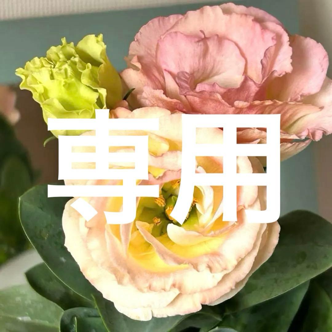 【八重咲き】トルコキキョウ　アプリコット　3号ロングポット苗《9/10》