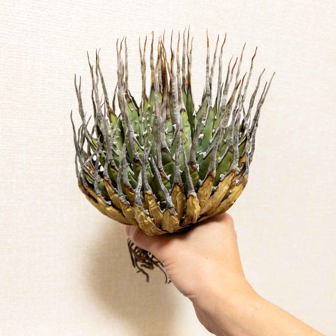 アガベ