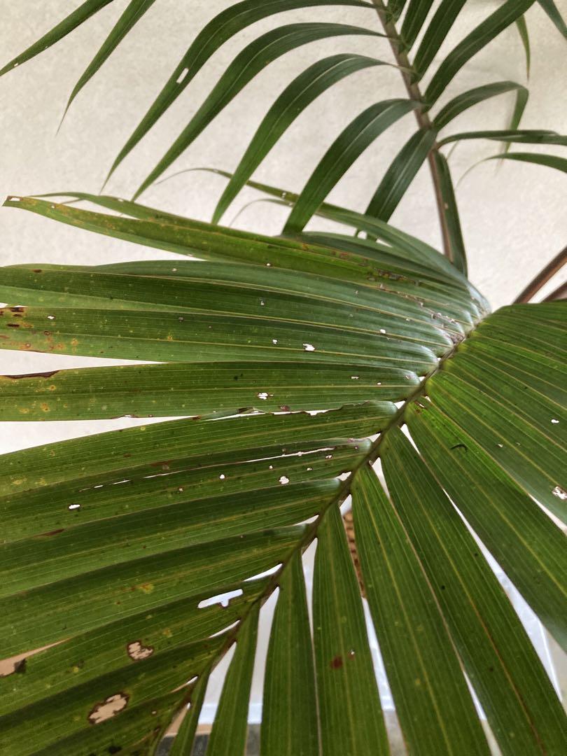 トックリヤシ。超希少。観葉植物。鉢ごと無料で発送致します