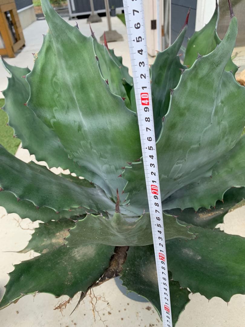 アガベクレイジーホース傷や汚れあり