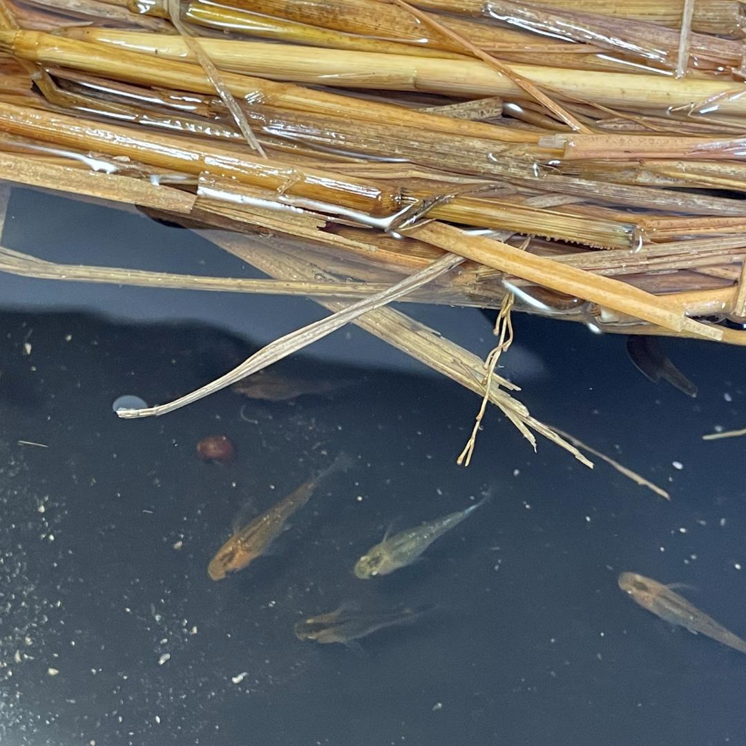 新登場 無農薬 観賞魚用稲わら 段ボール箱80 稲藁いなわらめだか越冬ミジンコ培養AU www.anavara.com 新登場 無農薬 観賞魚用稲わら 段ボール箱80 稲藁いなわらめだか越冬ミジンコ培養AU www.anavara.com