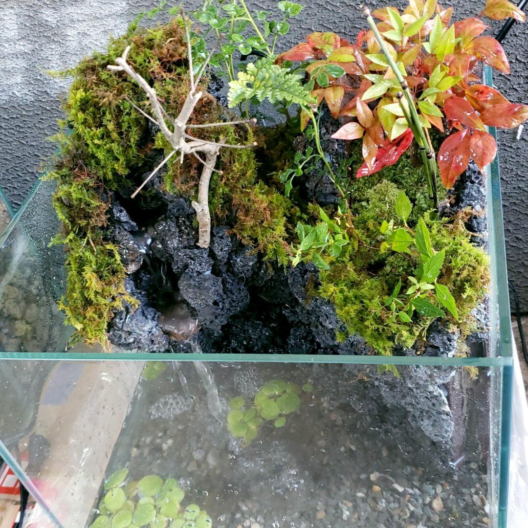 ライセンス販売 最終お値下げ アクアテラリウム 完成品 純正 オンライン販売 Kafaattaiba Com