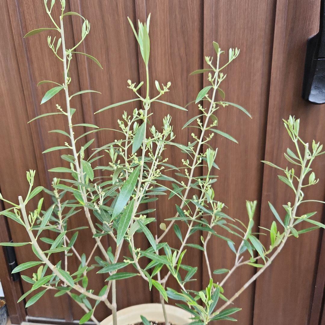 大型　オリーブ　エルグレコ　木目調テラコッタ鉢植え　苗木