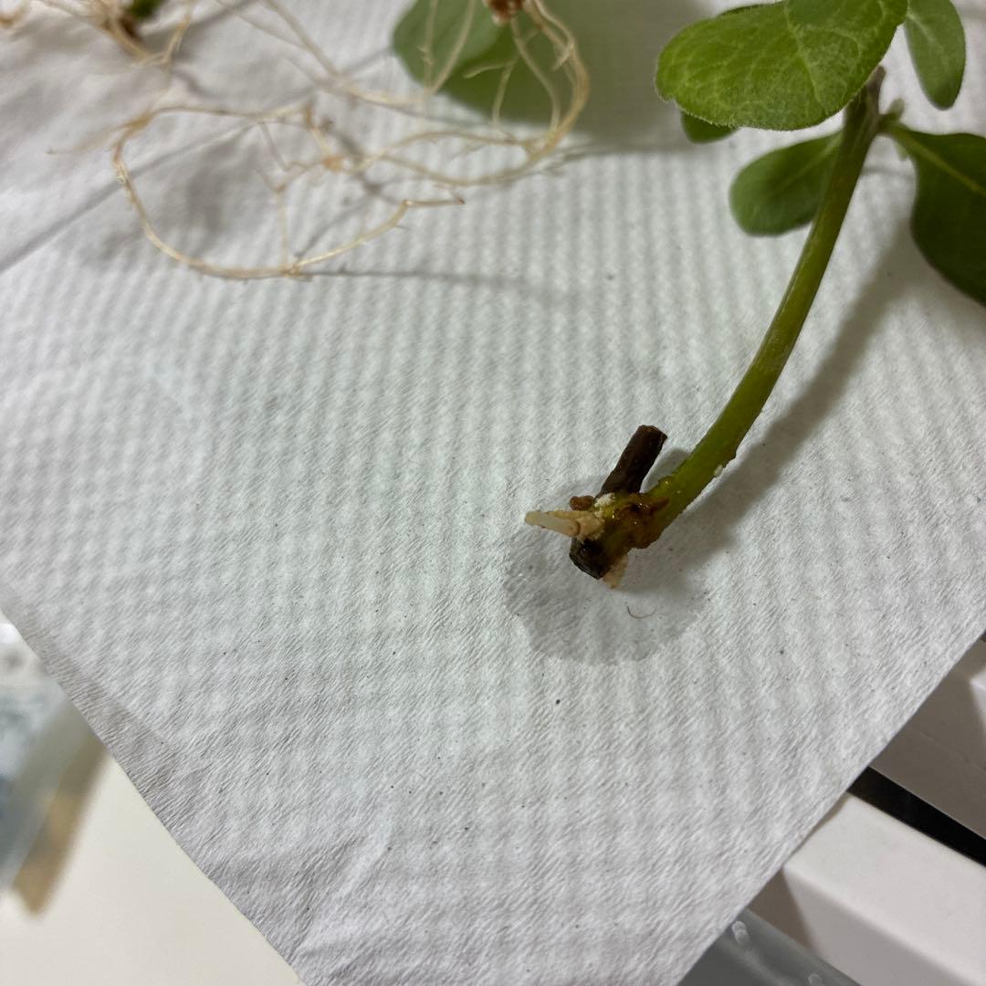 クレロデンドルム ブルーウイング苗木 mamipon様専用 クレロデンドルム ブルーウイング苗木 mamipon様専用