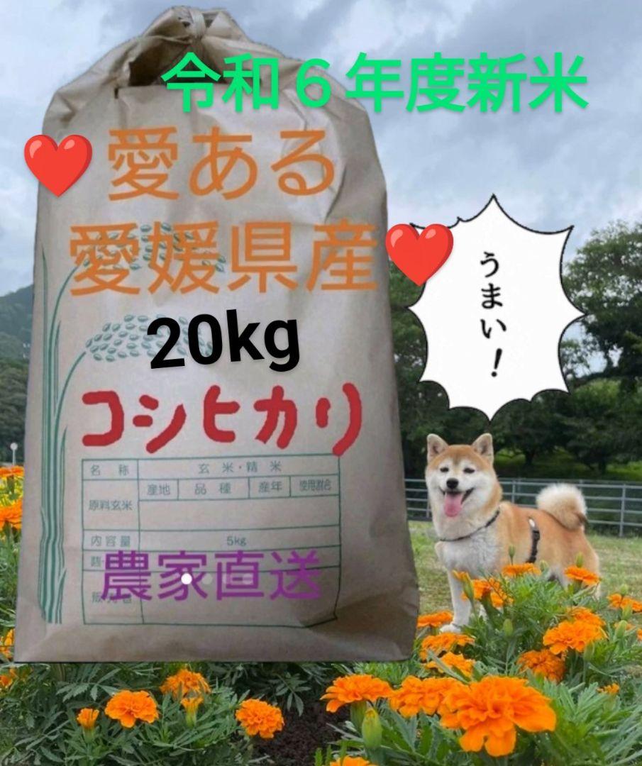 令和６年新米♥愛媛県産コシヒカリ20kg(白米)