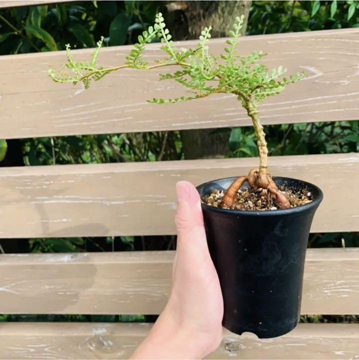 2022限定セール オペルクリカリアパキプス 実生 塊根植物 コーデックス 灌木 dNAmU-m81253349714 NEW国産