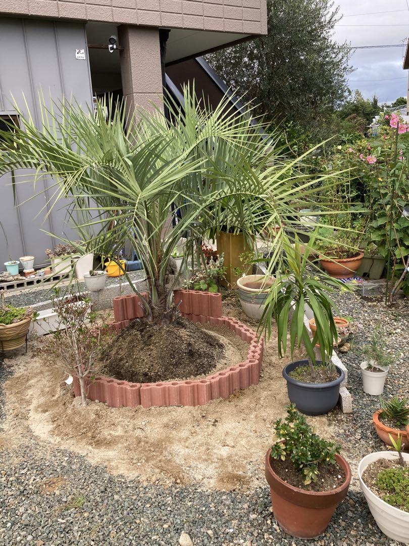 ココスヤシ 移植済み
