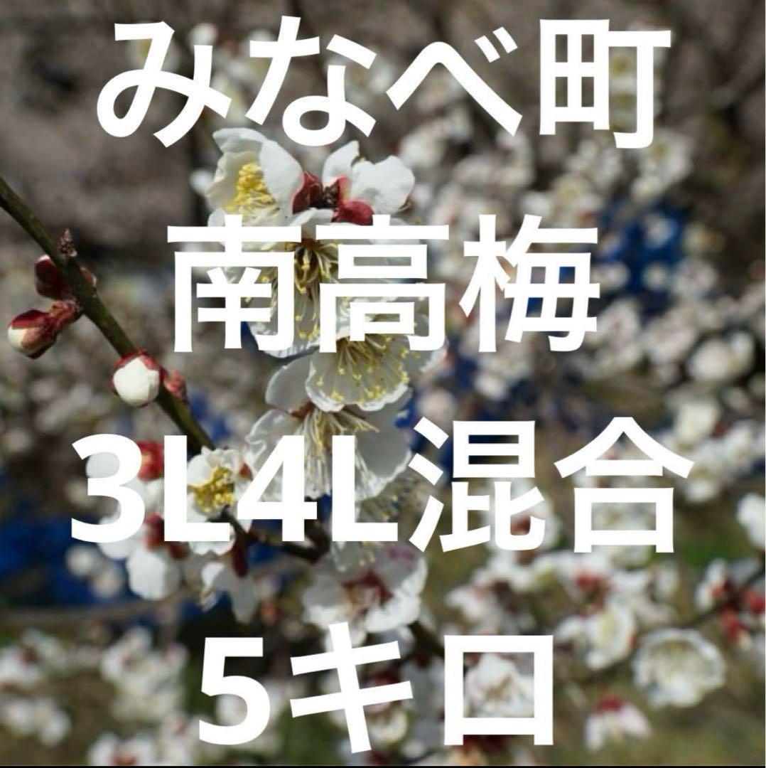 和歌山県みなべ町 南高梅 当日収穫分3Ｌ４L混合サイズ5kg