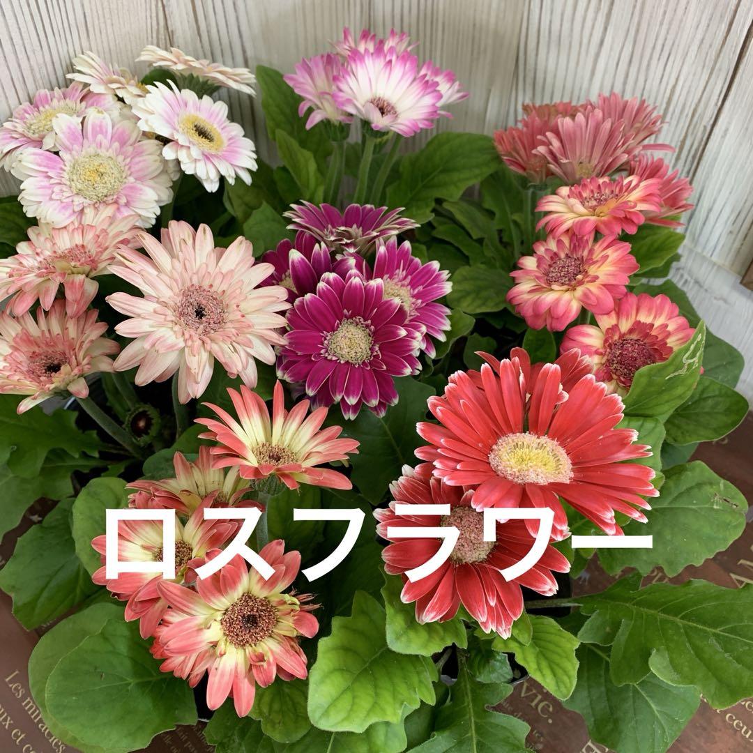 ロスフラワー ガーベラ 8個 鉢植え ミニガーベラ 花鉢 ポット苗 ロスフラワー ガーベラ 8個 鉢植え ミニガーベラ 花鉢 ポット苗