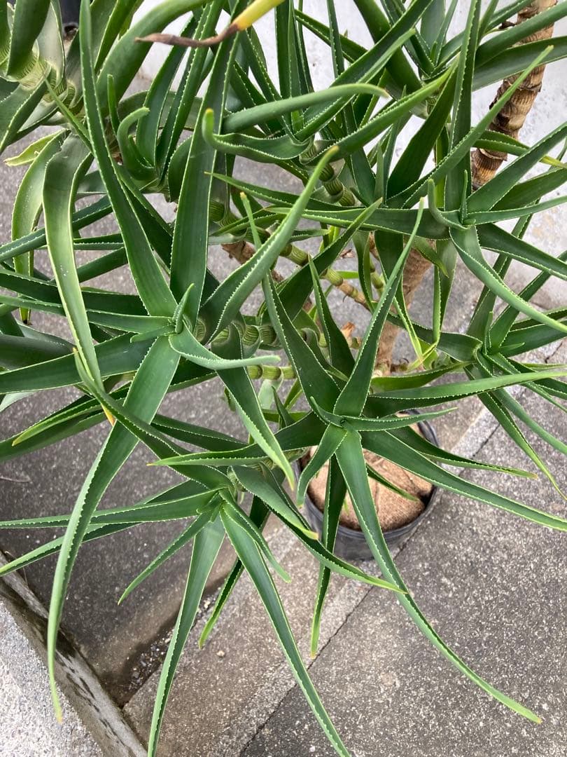 多頭ストリアツラ大株