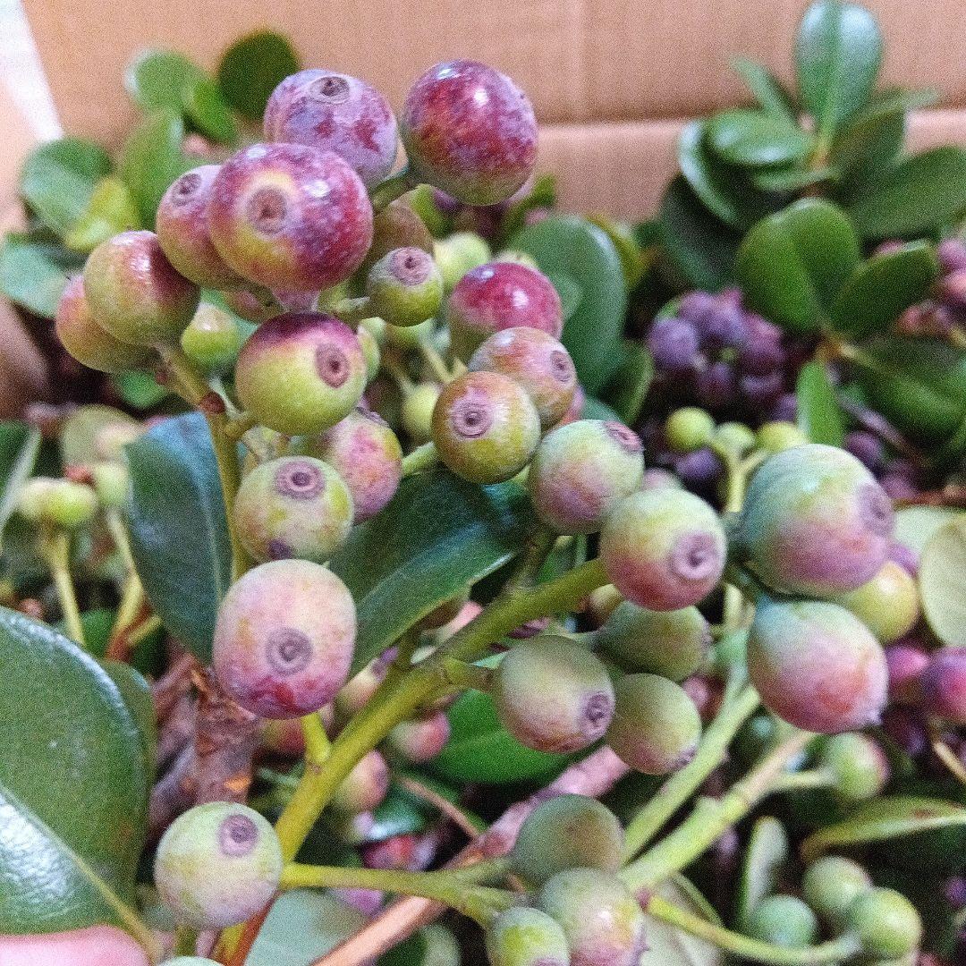 シャリンバイフレッシュ１２０size目立った傷や汚れなし