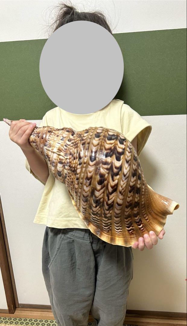 特大　41.3cm 法螺貝　蓋付　(天然そのままの色)