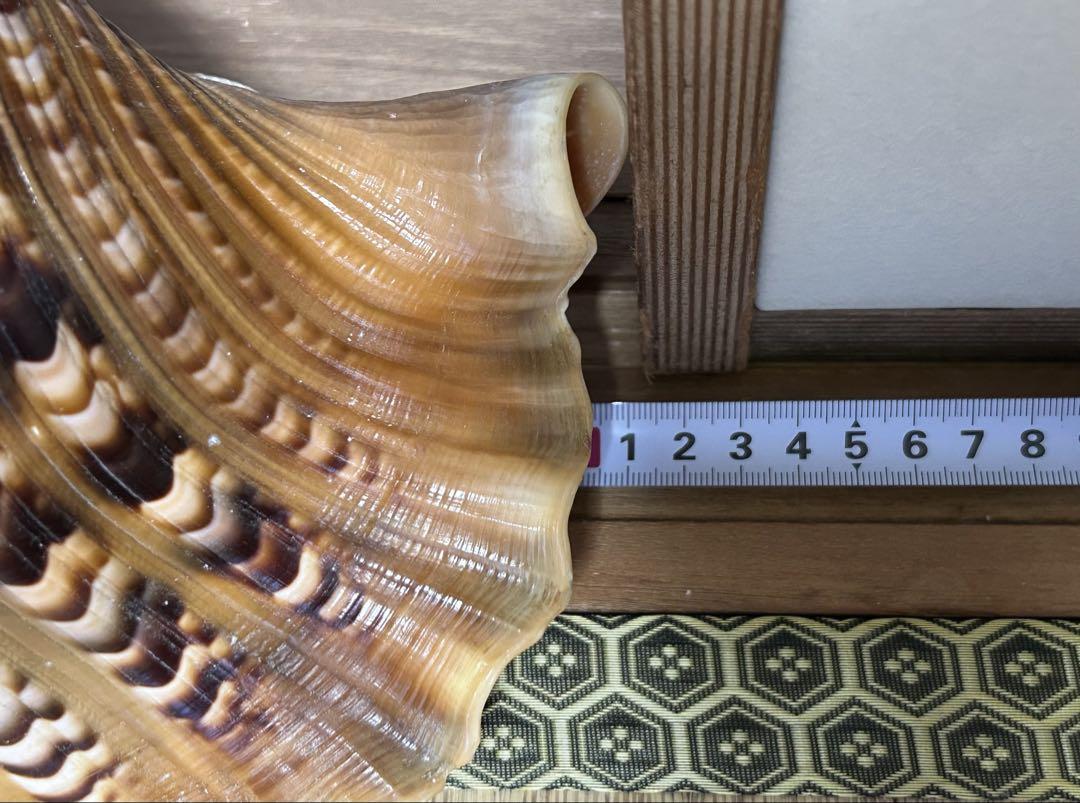 特大　41.3cm 法螺貝　蓋付　(天然そのままの色)