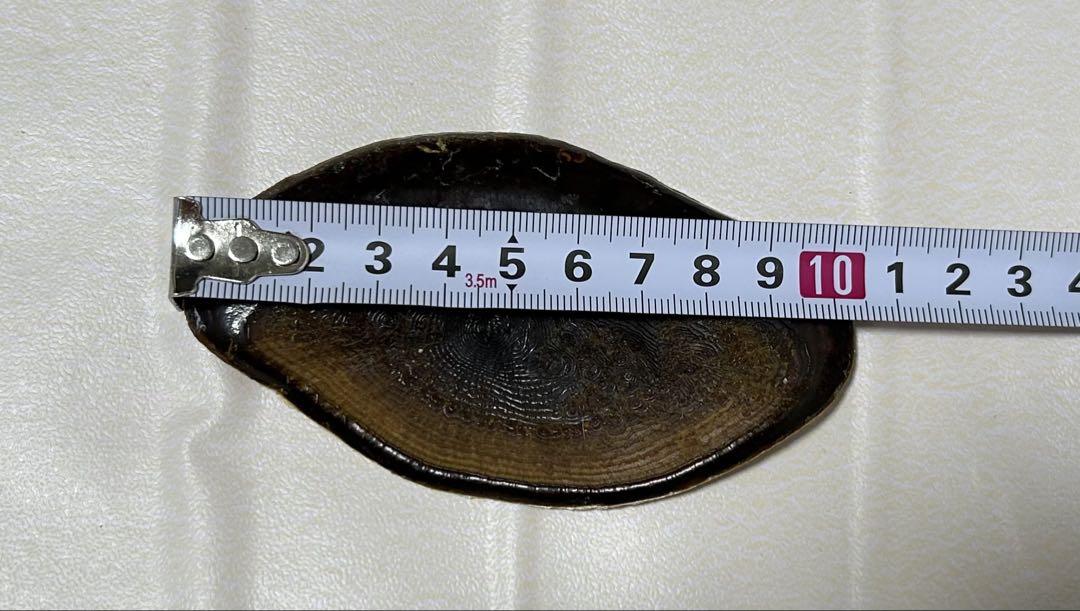特大　41.3cm 法螺貝　蓋付　(天然そのままの色)