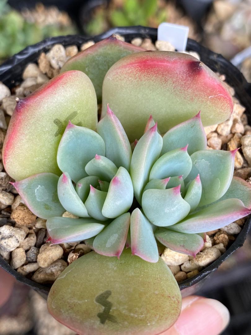 多肉植物 チワワエンシス 葉挿し抜き苗