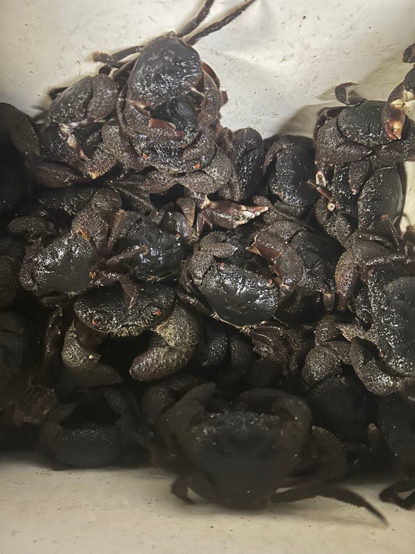 石鯛　餌　トッポガニ　100匹➕おまけ10匹以上　着払い mdprevattcaulkingandwaterproofing.com